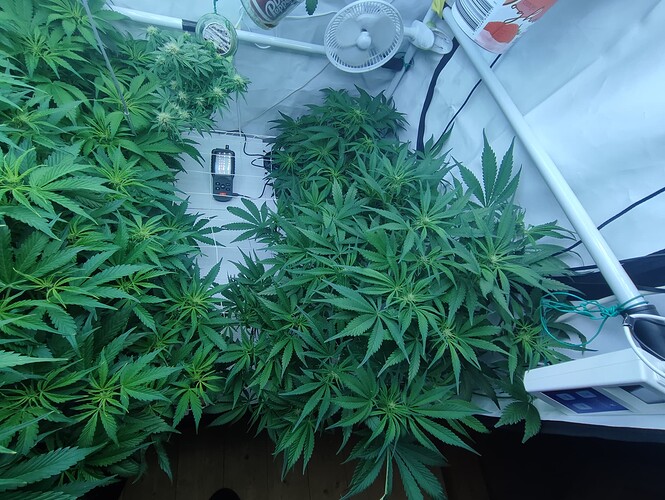 Growreport Bild 56