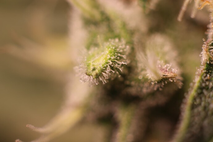 Growreport Bild 30