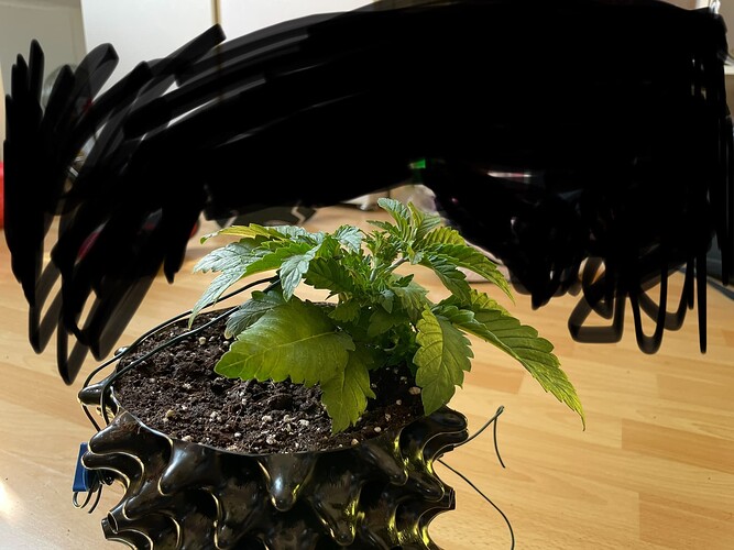 Growreport Bild 25