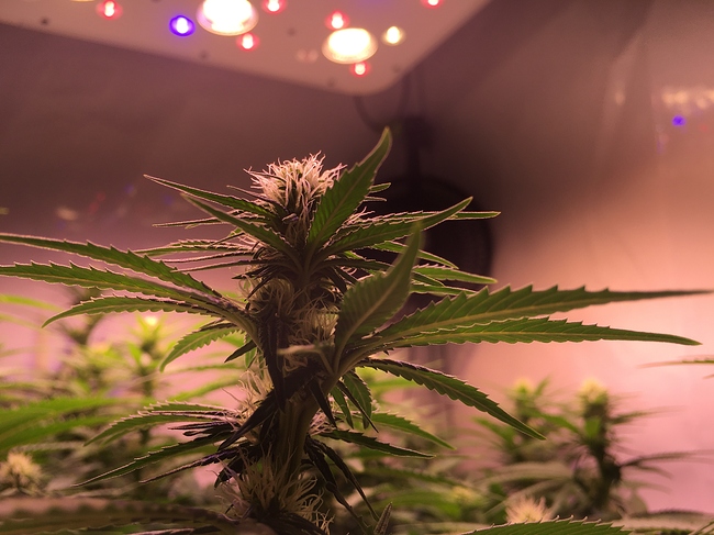 Growreport Bild 5