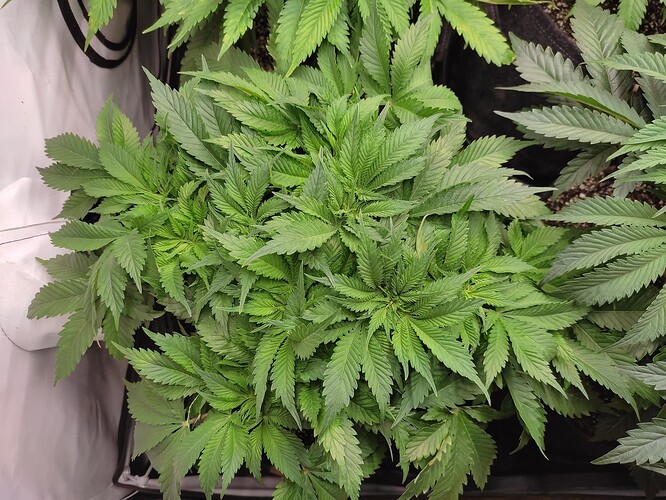 Growreport Bild 10