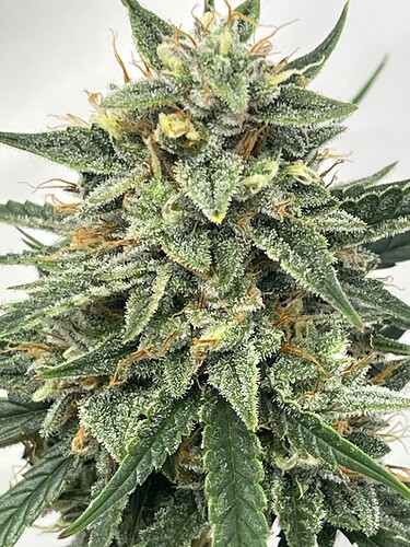 Growreport Bild 19