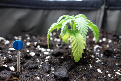 Ein junger Cannabissämling mit mehreren Blättern, der in dunkler Erde wächst. Links neben der Pflanze befindet sich ein kleiner blauer Markierungsstab.