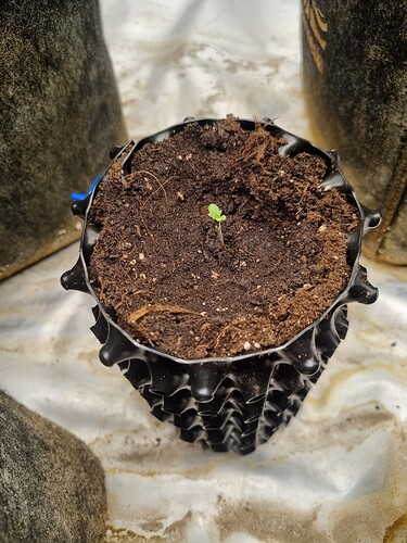 Growreport Bild 28