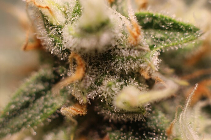 Growreport Bild 29