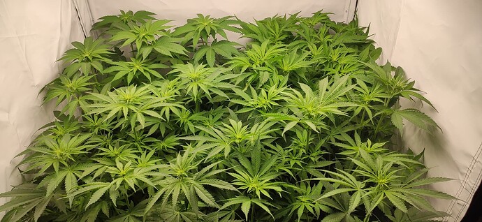 Growreport Bild 6