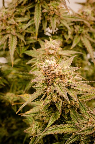 Growreport Bild 16
