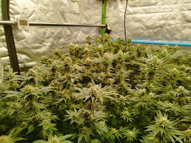 Growreport Bild 19