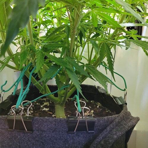 Growreport Bild 1