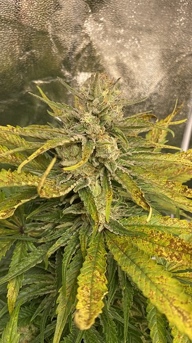 Growreport Bild 5