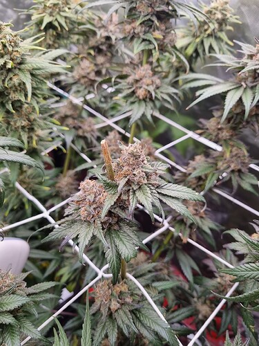 Growreport Bild 20