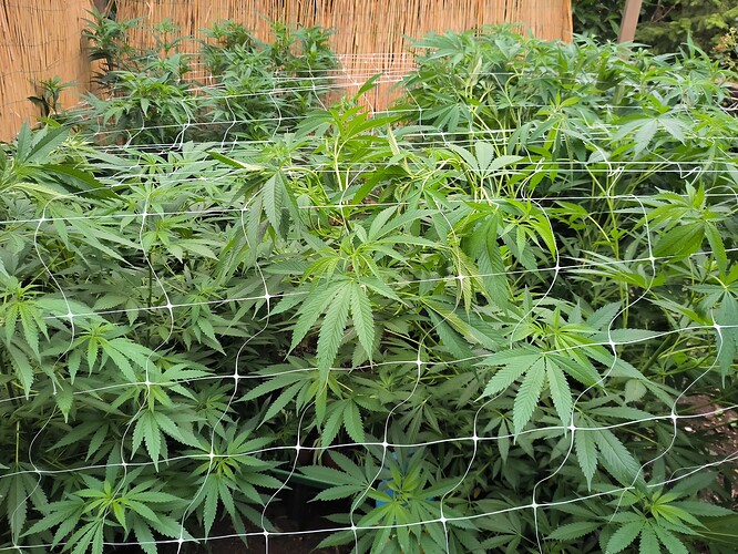Growreport Bild 9