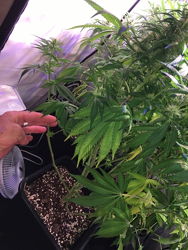 Growreport Bild 4