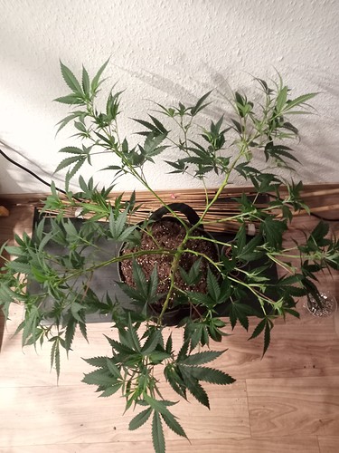 Growreport Bild 17