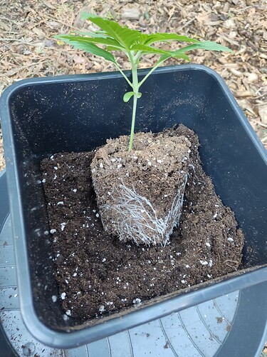 Growreport Bild 19