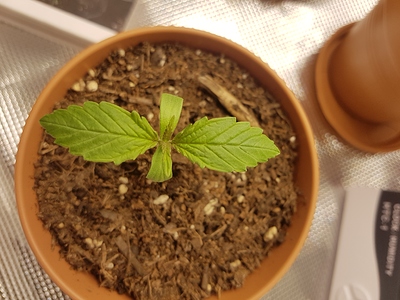 Growreport Bild 17