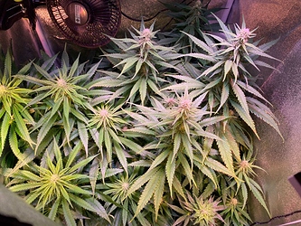 Growreport Bild 15
