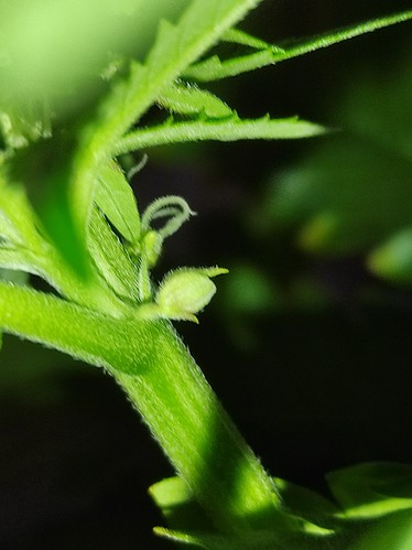 Growreport Bild 1