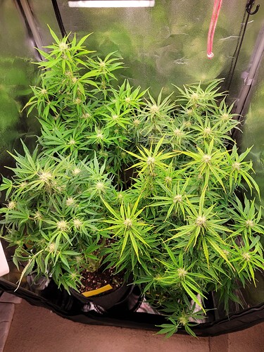 Growreport Bild 7