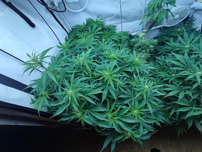 Growreport Bild 25