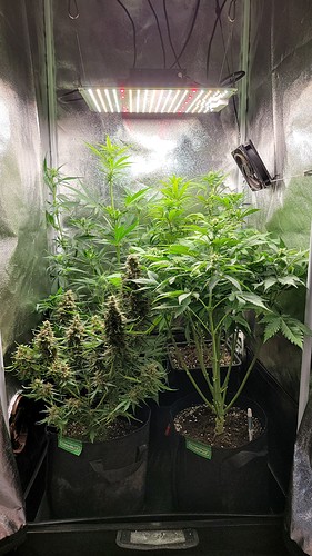 Growreport Bild 5