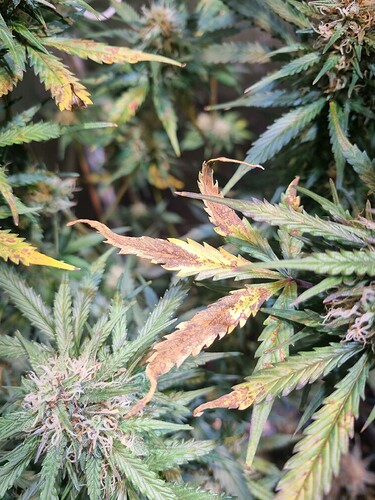 Growreport Bild 5