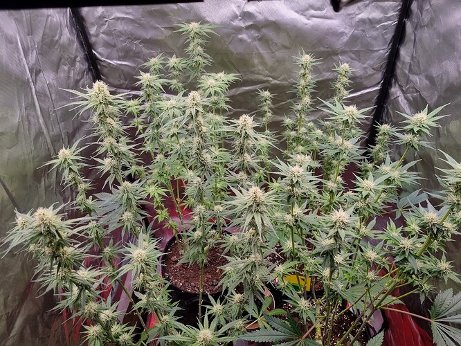 Growreport Bild 14