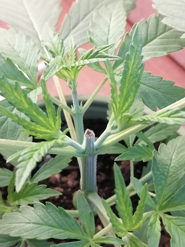 Growreport Bild 3