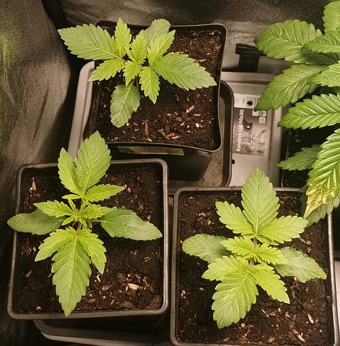 Growreport Bild 2