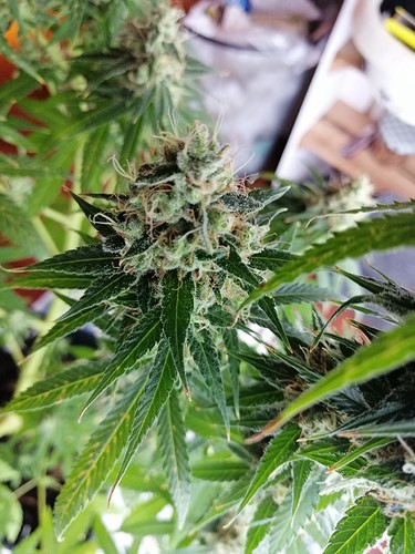 Growreport Bild 5