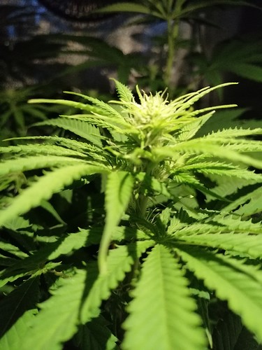 Growreport Bild 4