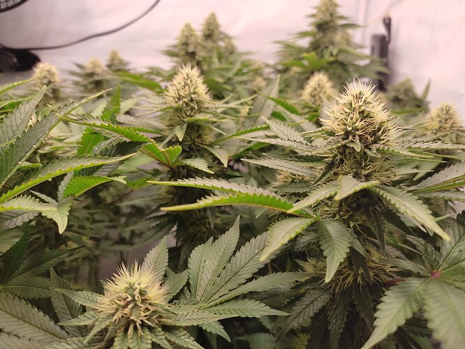 Growreport Bild 5