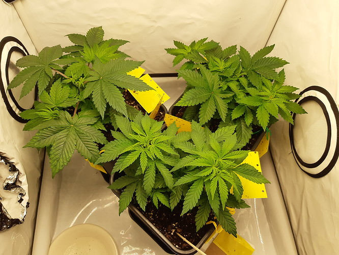 Growreport Bild 10