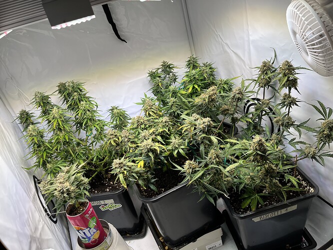 Growreport Bild 2