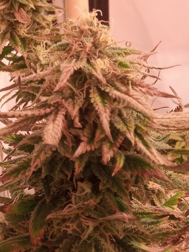 Growreport Bild 39