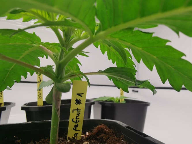 Growreport Bild 1