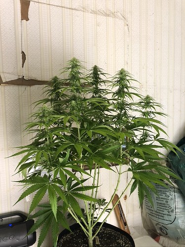 Growreport Bild 2