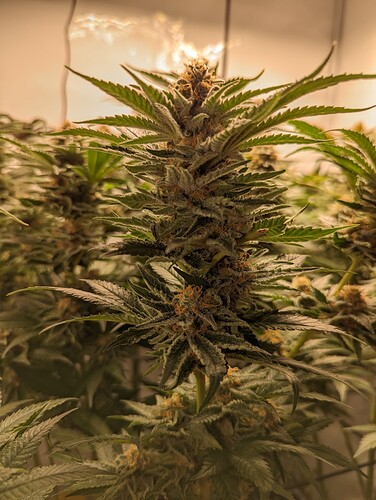 Growreport Bild 32