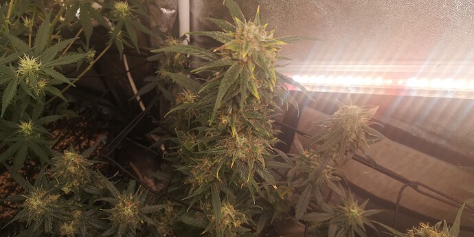 Growreport Bild 19
