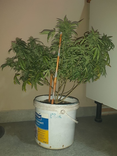 Growreport Bild 1