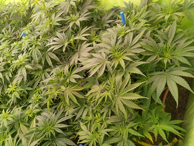 Growreport Bild 5
