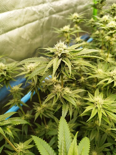 Growreport Bild 12