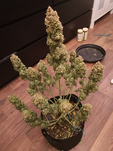 Growreport Bild 12