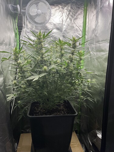 Growreport Bild 4