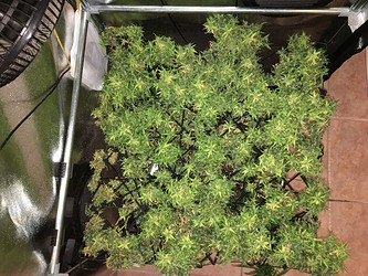 Growreport Bild 4