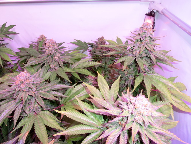 Growreport Bild 6