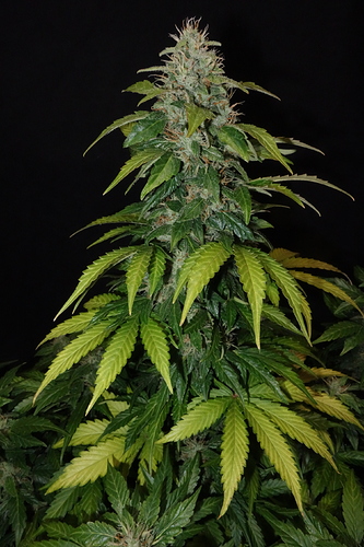 Growreport Bild 10