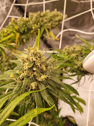 Growreport Bild 62