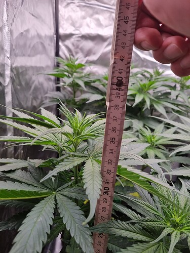 Growreport Bild 33