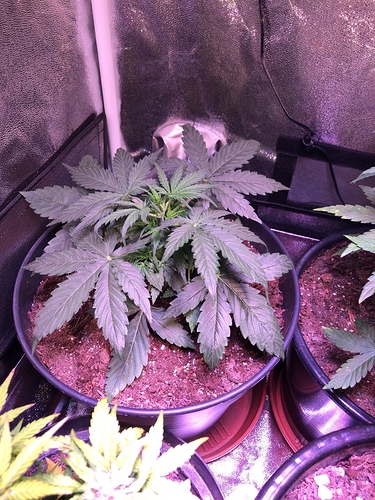 Growreport Bild 10
